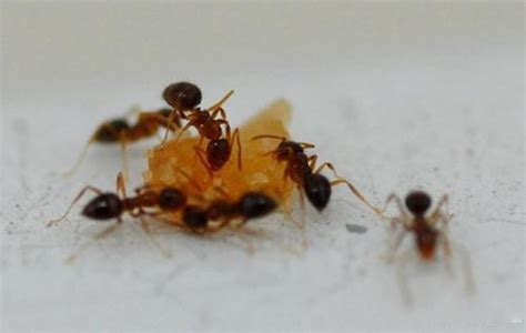 蚂蚁的种类及对自然的作用?