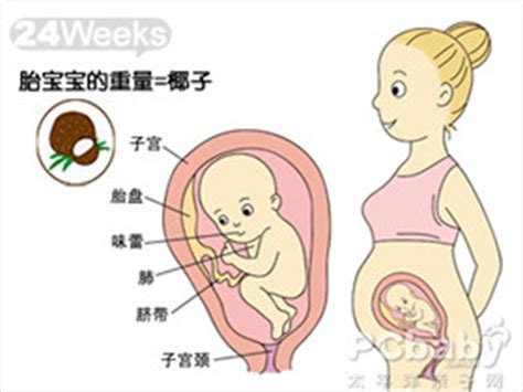 怀孕中期胎儿每周的发育情况