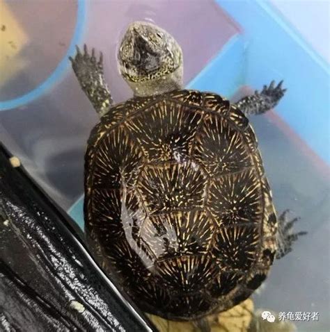 一只乌龟站在一把箭上打一成语
