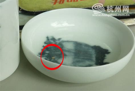 白色虫子像蛆哪里来的