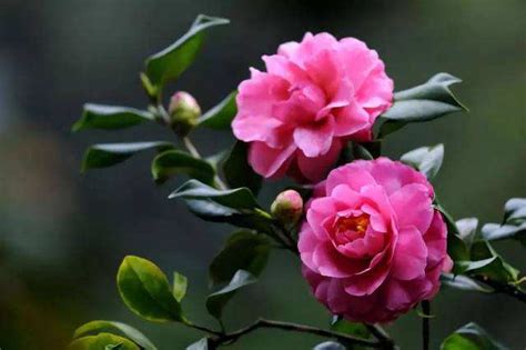 我的植物朋友-描写山茶花的作文300字【精选10篇】