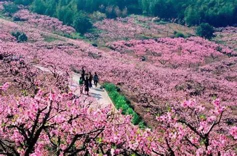 唐寅的《桃花庵记》原文是什么