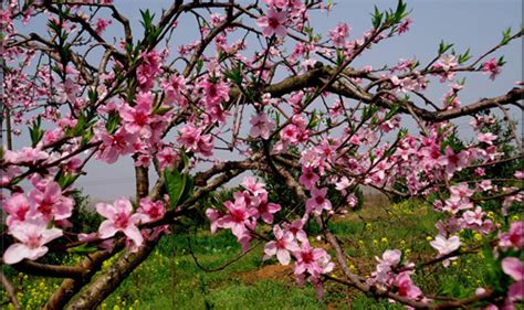 桃花是在什么季节开的?