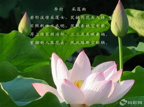 我爱荷花-状物作文150字（推荐9则）