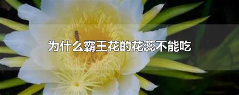 吃霸王花有什么禁忌