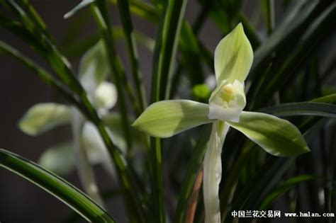 什么是素兰花文鱼,宠物素兰花文鱼的习性特征与喂养等介绍