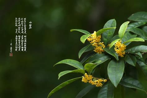 又闻桂花香-写物作文500字（汇总4篇）