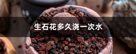 生石花和玉露几天浇一次水