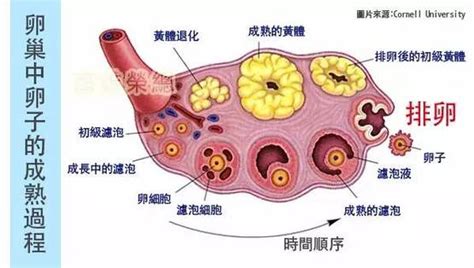 月经失调子宫发育不良