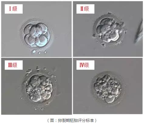 囊胚和桑椹胚哪个成功率高