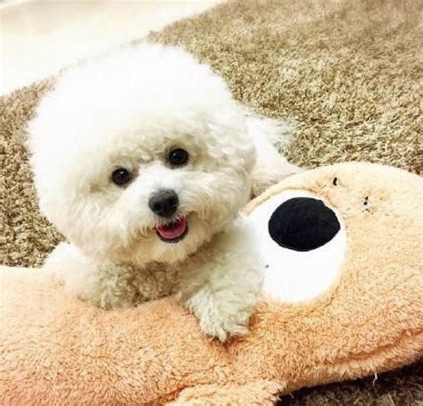 刚出生的比熊犬怎么养活