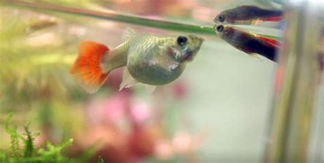 熱帶魚生小魚前的征兆