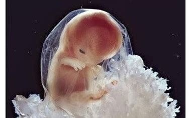 怀孕各阶段胎儿发育情况详图