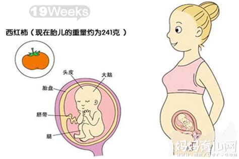 怀孕0-10月变化过程