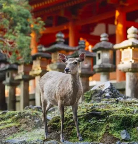 日本的文化财和奈良公园的鹿