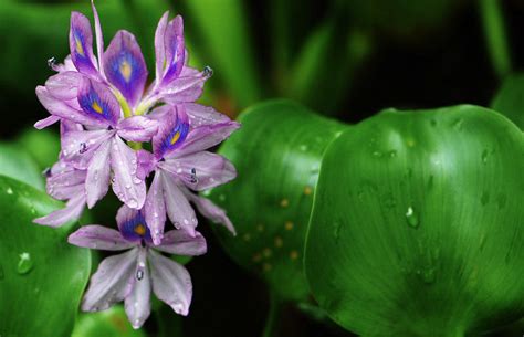 水里捞出来的水葫芦(凤眼莲)怎么粉碎?