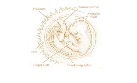 母猪胎儿的生长过程