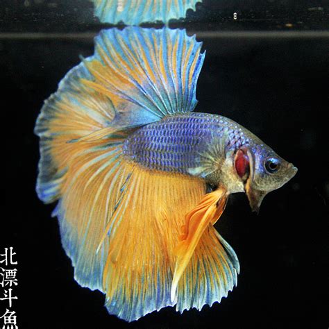 子孙满堂的小斗鱼-写物作文700字[精选4篇]