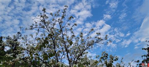 小栀子花几月可以压枝