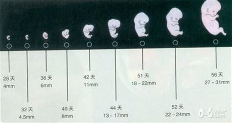 7月大的胎宝宝发育状况是怎样的