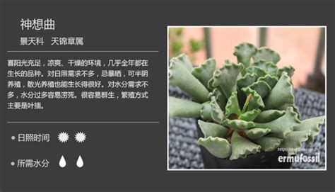 关于多肉植物百科大全?