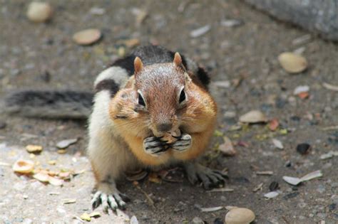 花栗鼠_可爱的小动物作文700字[集锦9则]