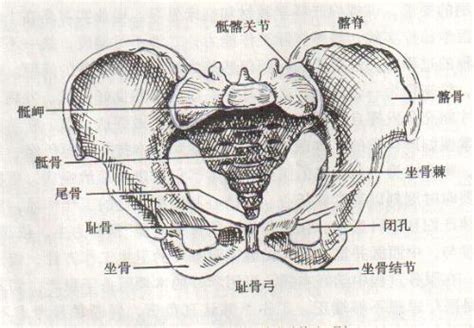 女性右下腹部耻骨按压疼的原因