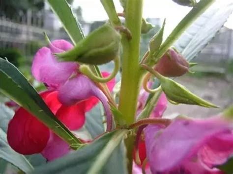 凤仙花观察日记500字(通用10篇)