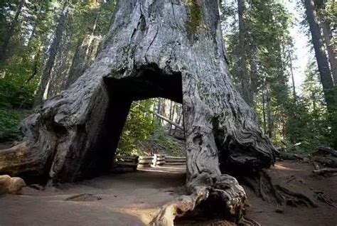 世界最大的一棵树：重量达到了2800吨，年龄大概有3200岁