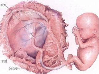 八周大胎儿图片