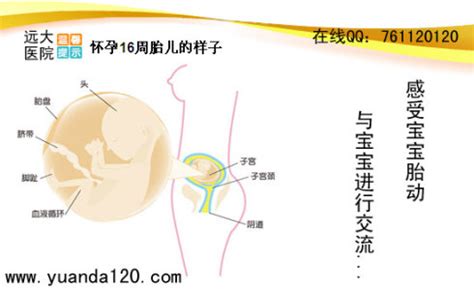 怀孕晚期胎动总在右侧边