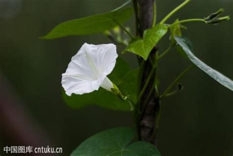 月光花是什么颜色?什么样子?