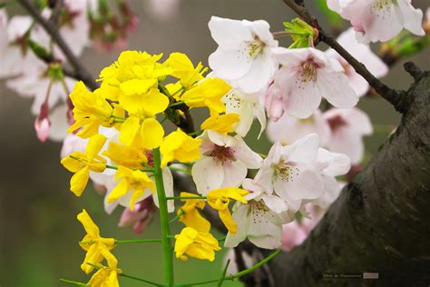 这是迎春花吗,另我的清香木掉叶子很稀松了,但是新叶子还在长,怎么回事?