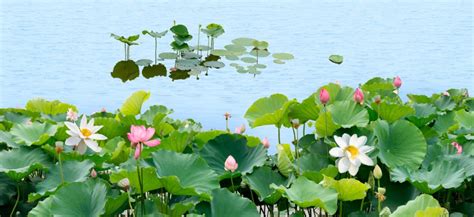 苏州园区白塘植物园在哪