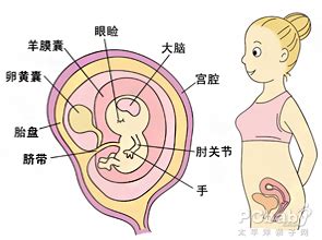 怀孕五个月胎儿图解