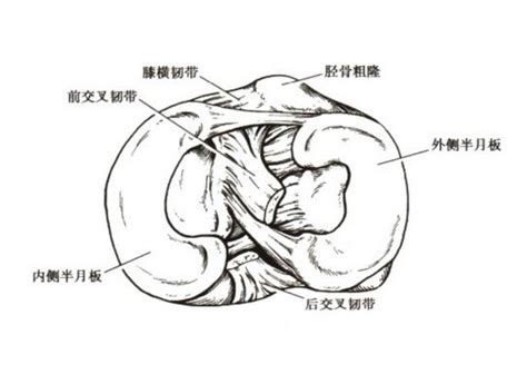 横剖和竖剖哪个好生二胎