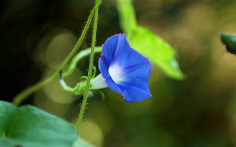 牵牛花怎么养?