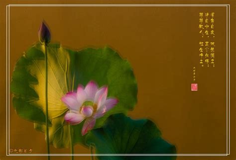以莲花为主题的人生感悟