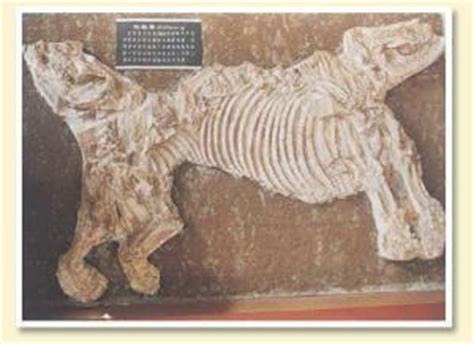 黑龙江海伦发现罕见古生物化石群