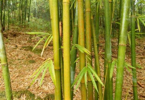 金桐色的竹子是什么竹子