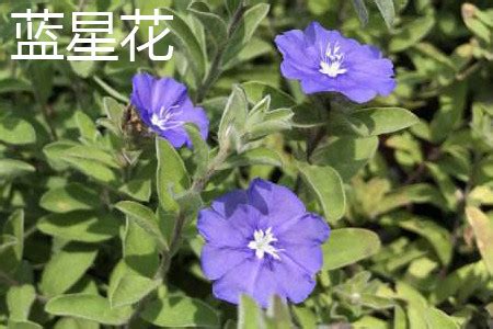 蓝星花什么时候开花