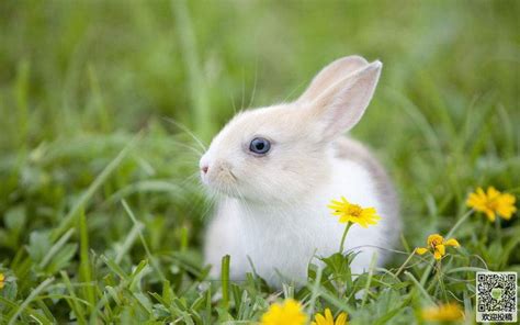 兔子是一种什么动物?