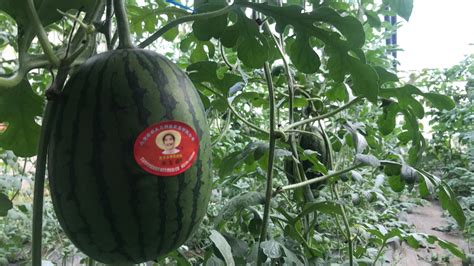 种西瓜-观察日记作文500字(经典5篇)