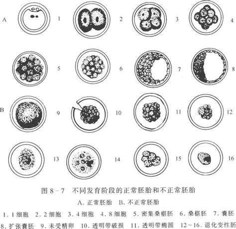 囊胚第十四天hcg134没翻倍没出血