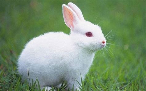 兔子是什么动物?