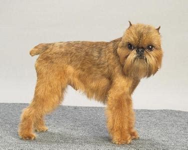 布鲁塞尔格里芬犬
