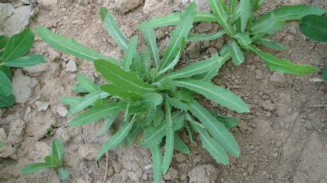 苦菜与蒲公英是一种植物吗?如何区别鉴别?