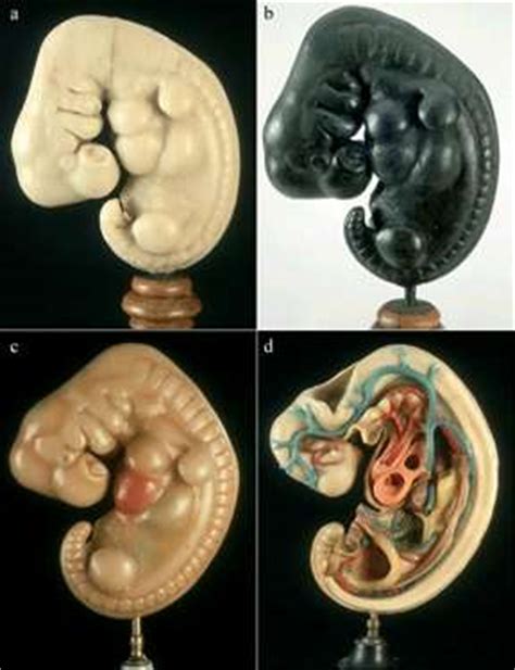 胎儿是如何发育的呢?