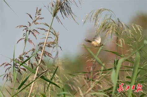 芦芽是什么意思?