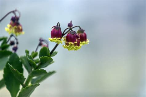 长寿花长太高,开花少怎么办 长寿花怎么剪枝